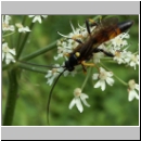 Diphyus sp - Schlupfwespe 03 18mm hsk-fdet04.jpg